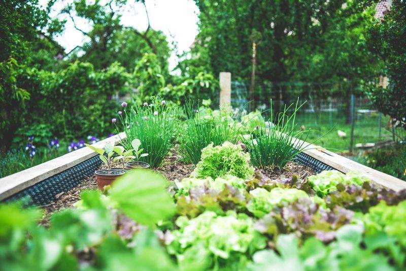 日陰でも楽しめる、緑あふれる植栽アイデア