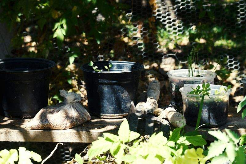 病害虫対策と土壌改良